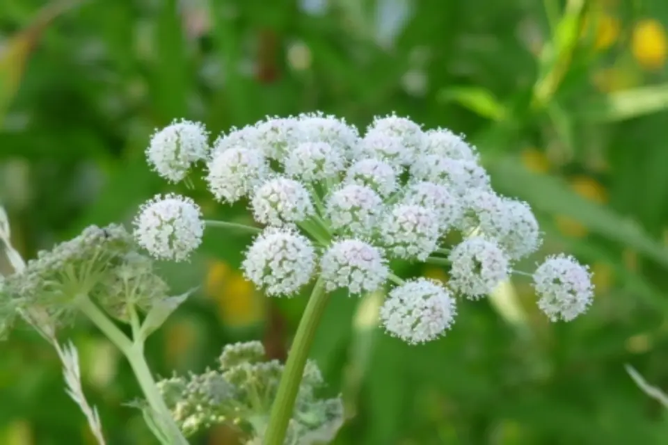 fleur représentée dans le grafiti Passage des Acadiens a Paimboeuf
